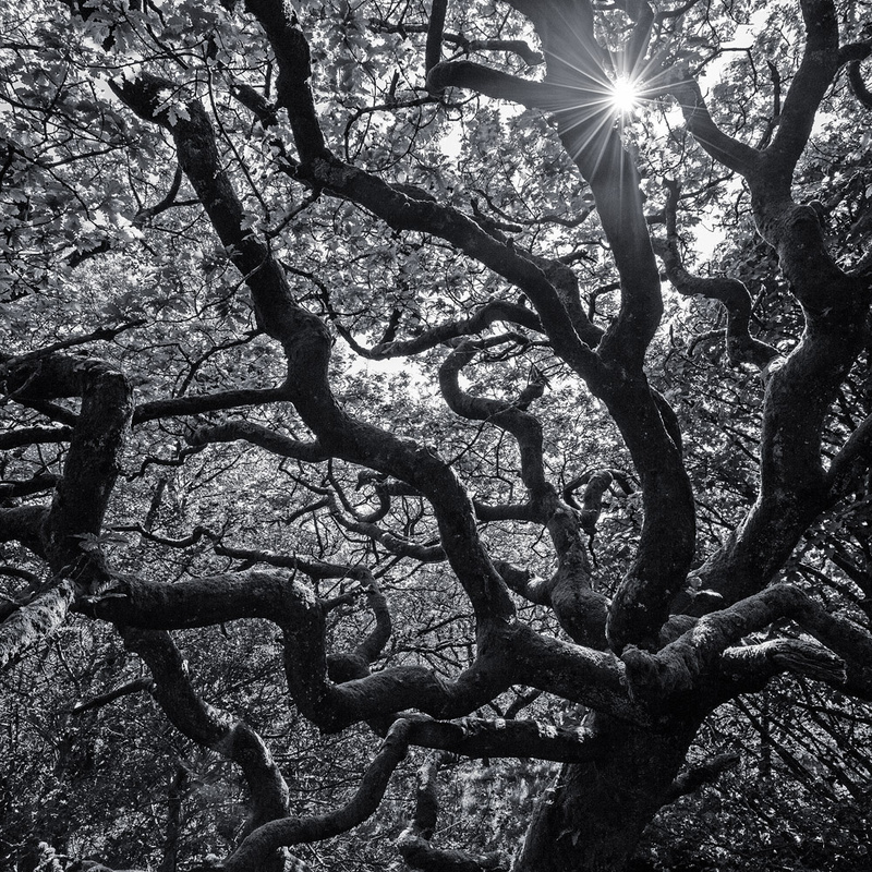 Oak - Portfolio