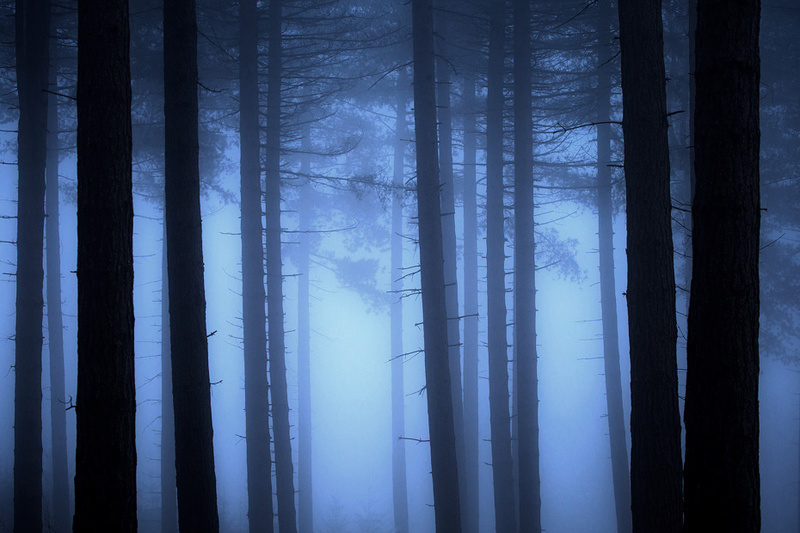 Pine - Portfolio