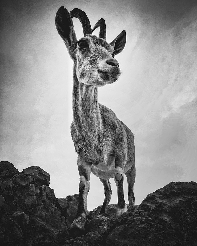 Ibex - Portfolio