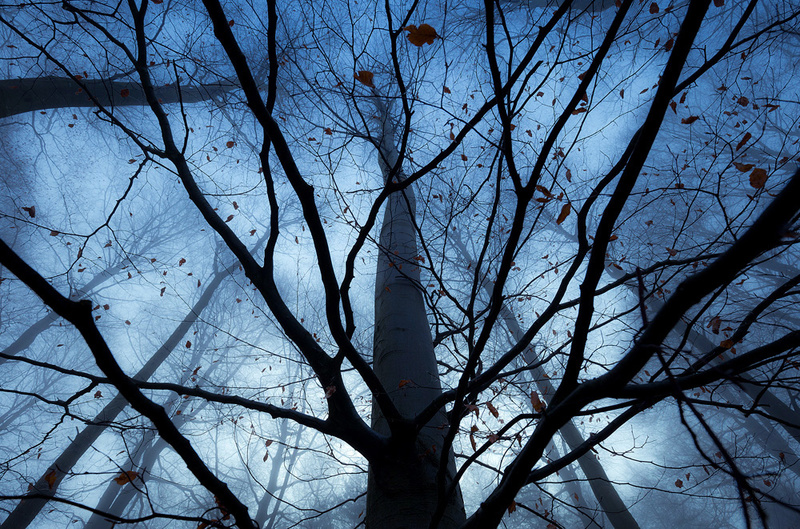 Last Leaves - Portfolio