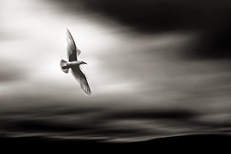 Soaring - Portfolio