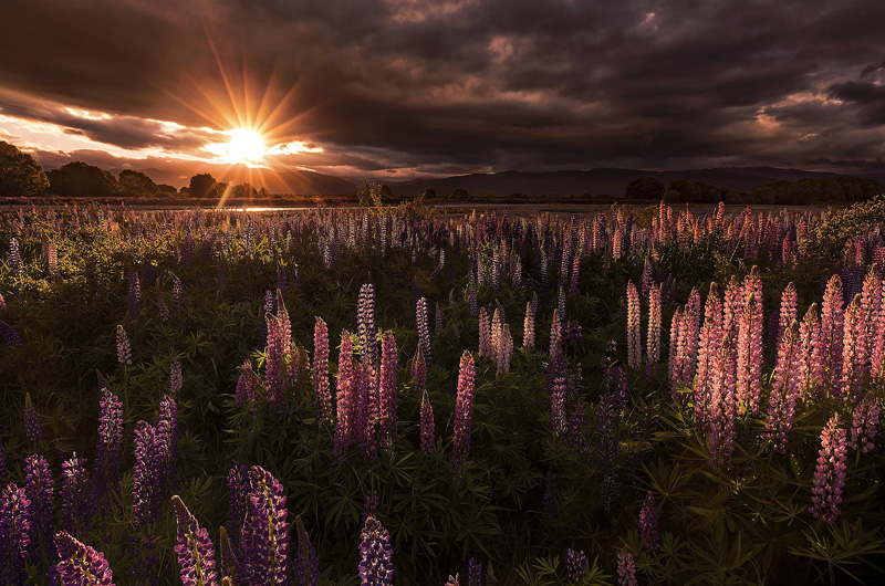 Lupins - Portfolio