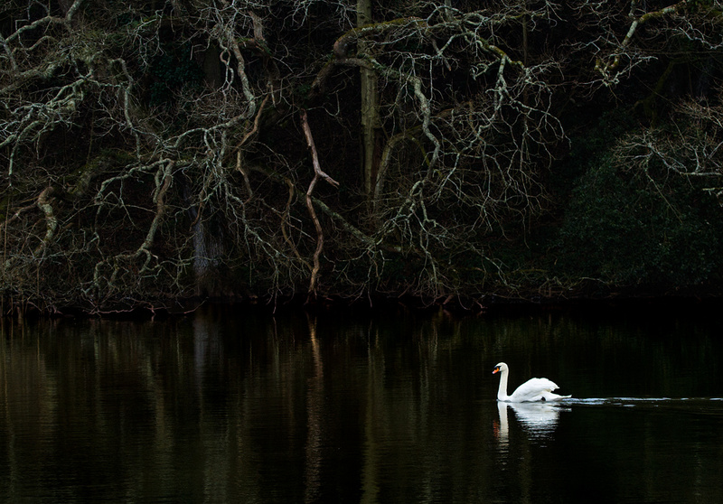 Swan - Portfolio