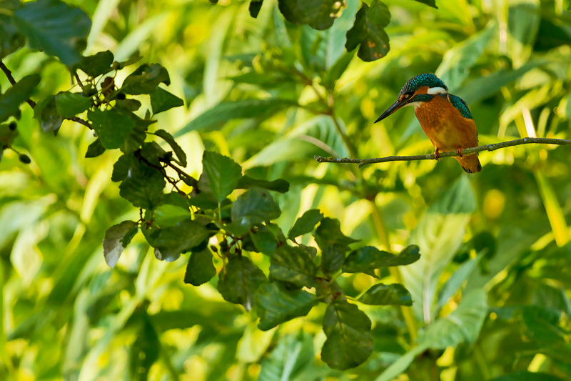 Kingfisher - Portfolio