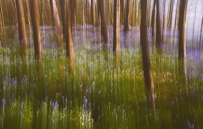 Bluebell woods - Portfolio