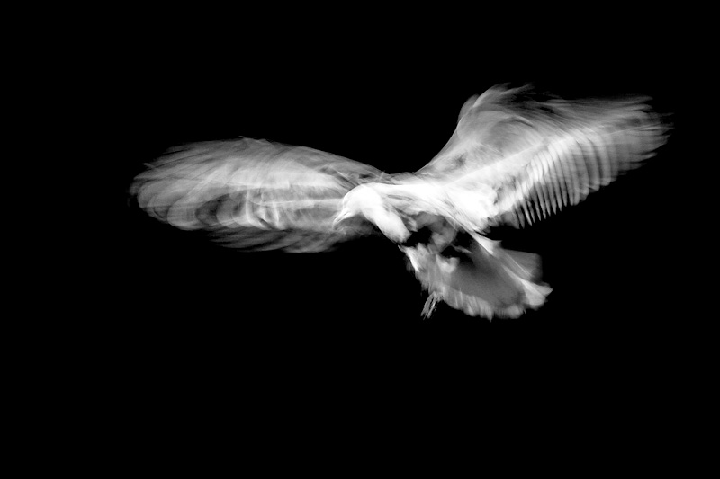 Herring gull - Portfolio