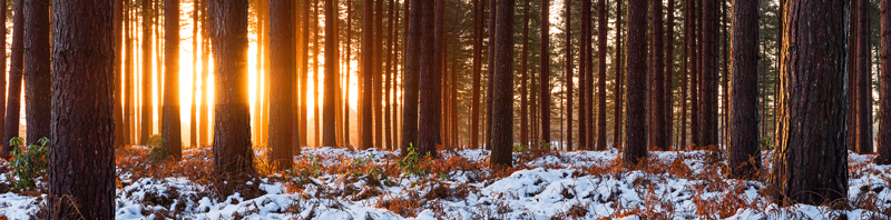 Seasons - Portfolio