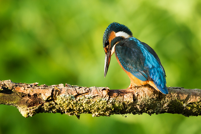 Kingfisher - Portfolio