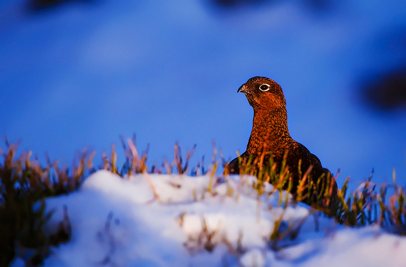 Winter Grouse - Portfolio