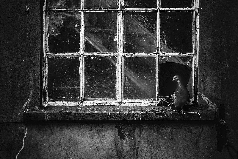 Bristol Pigeon - Portfolio