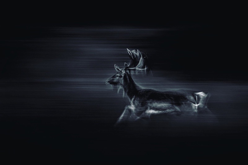 Fallow Buck - Portfolio