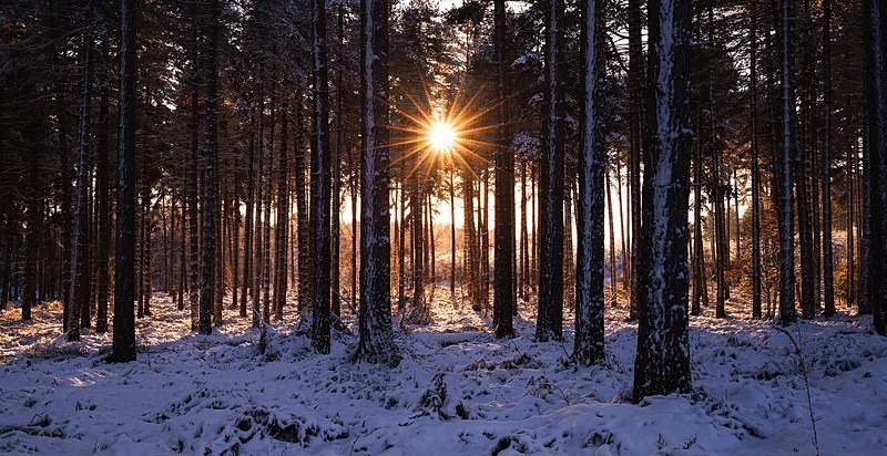 Winter woodland - Portfolio