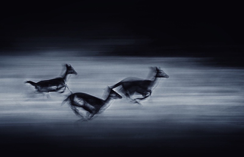Fallow deer - Portfolio