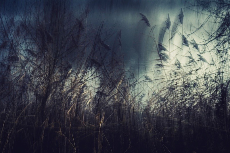 Edge of the pond - Portfolio