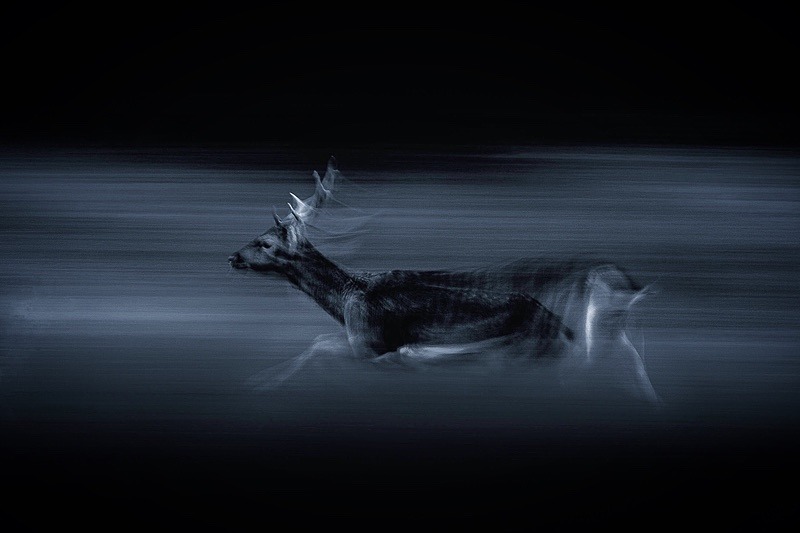 Fallow Buck - Portfolio