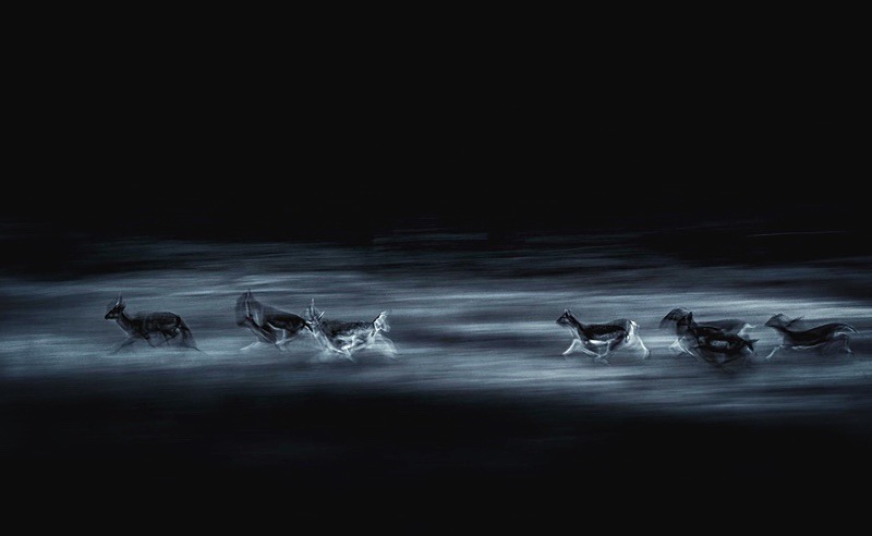 Fallow Deer - Portfolio