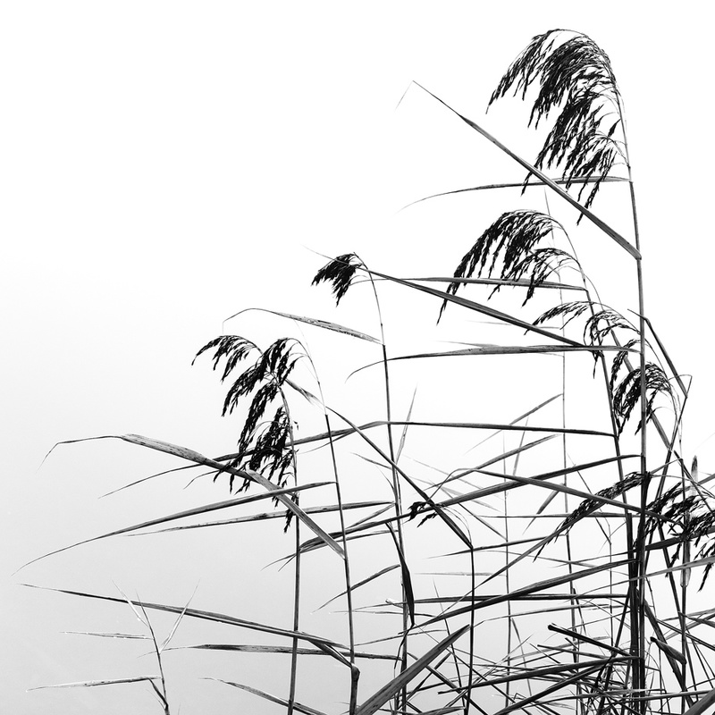 Reeds - Portfolio