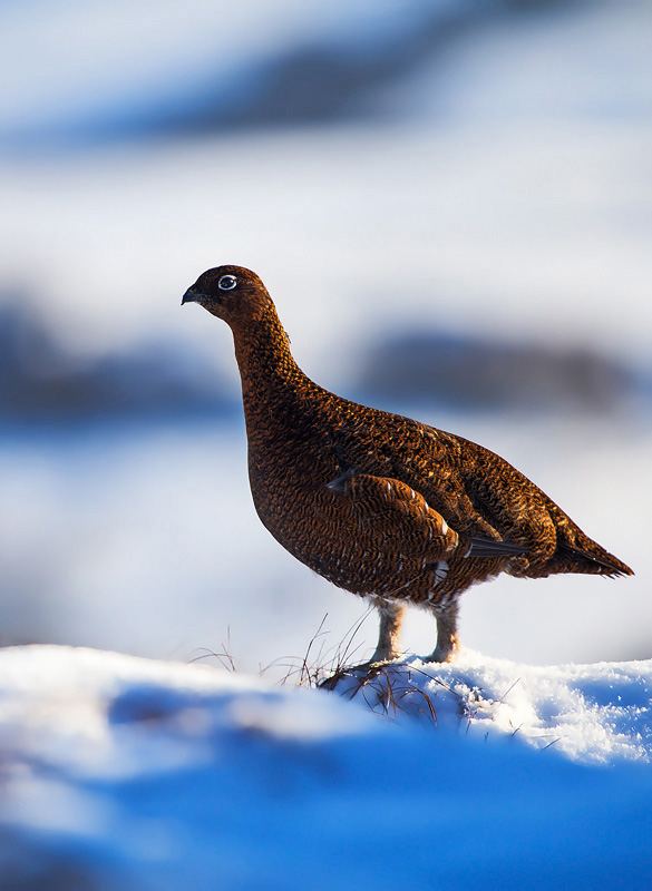 Winter Grouse - Portfolio