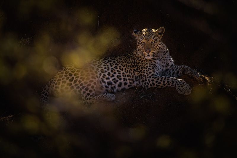 Leopard - Portfolio