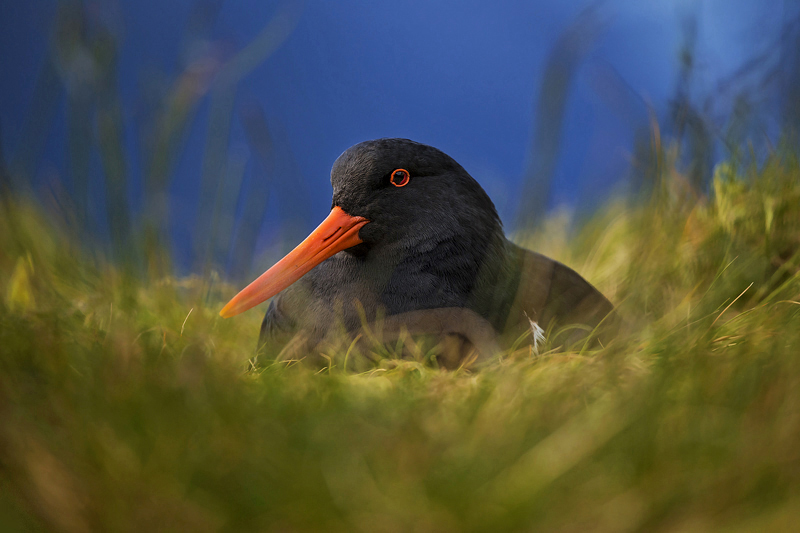 Black Oyster catcher - Portfolio
