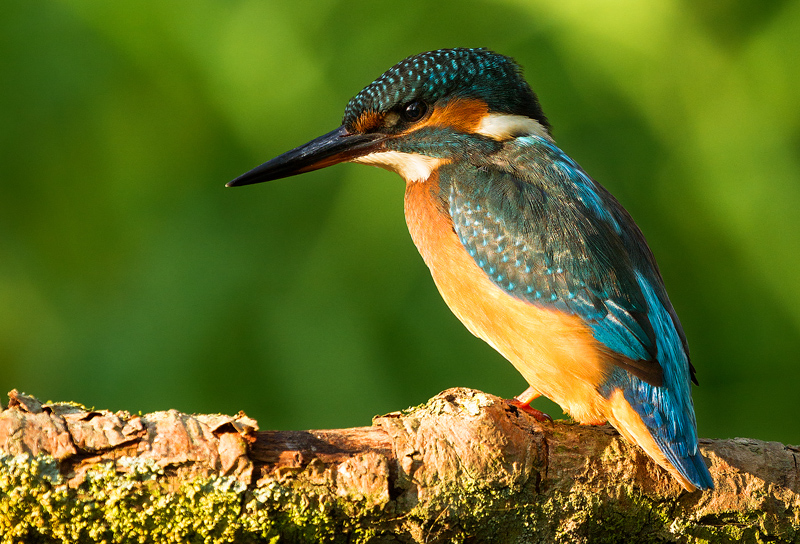 Kingfisher - Portfolio