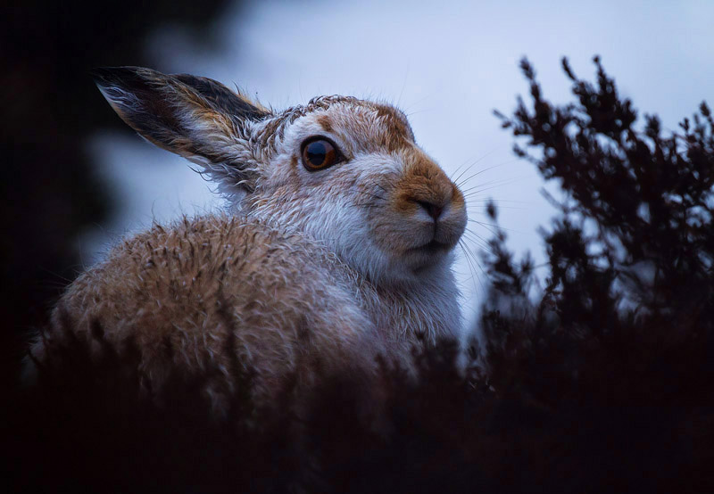 Mountain Hare - Portfolio