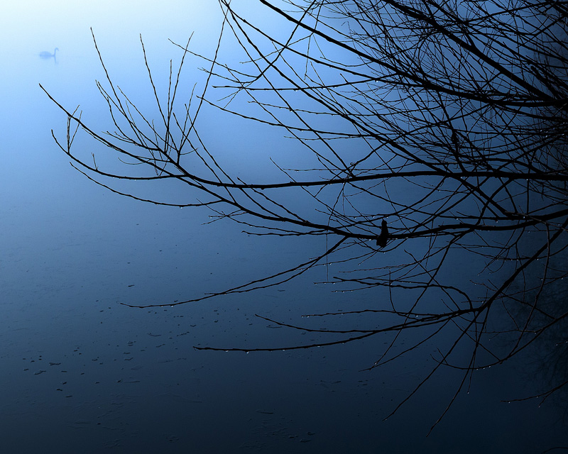 Swan - Portfolio