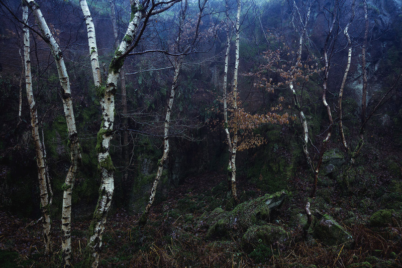 Old Silver Birch - Portfolio
