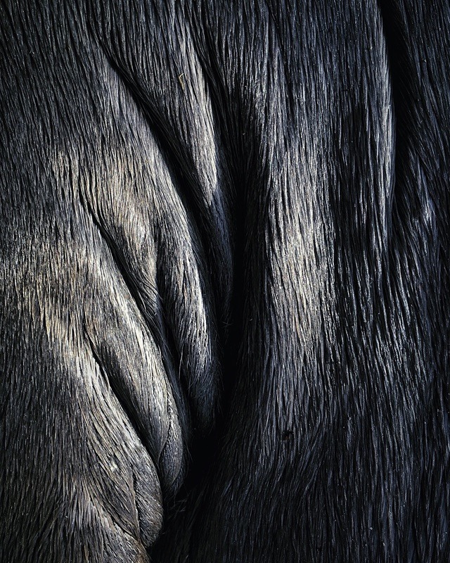 Seal skin - Portfolio