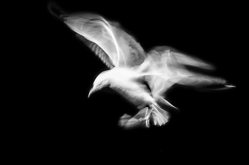 Herring gull - Portfolio
