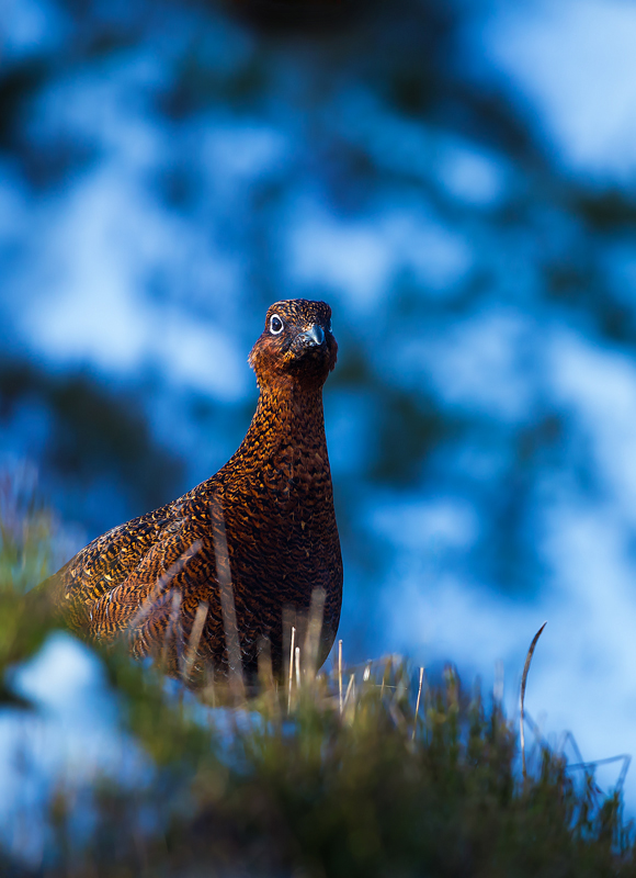 Winter Grouse - Portfolio