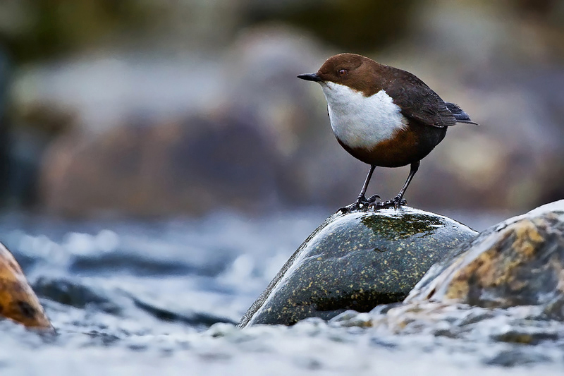 Dipper - Portfolio