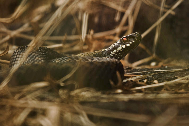 Adder - Portfolio