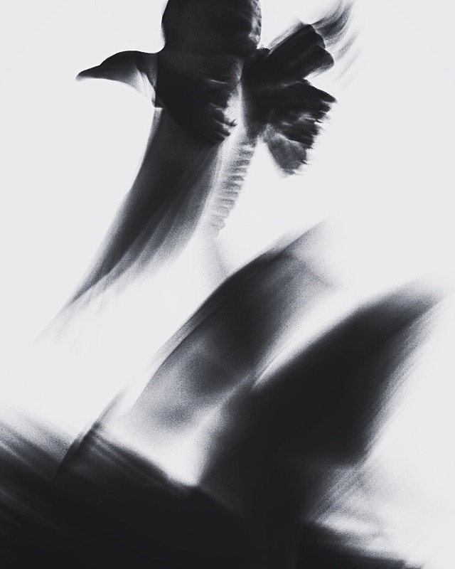 Gulls - Portfolio