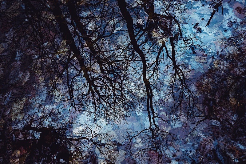Woodland Reflection - Portfolio