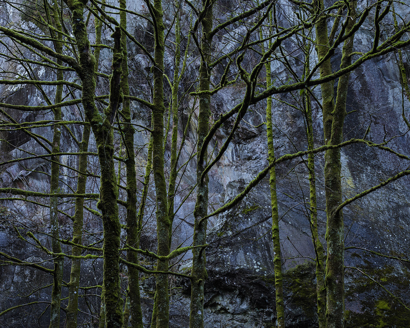 Moss - Portfolio
