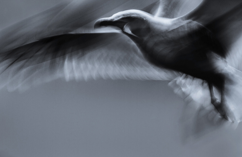 Gull - Portfolio