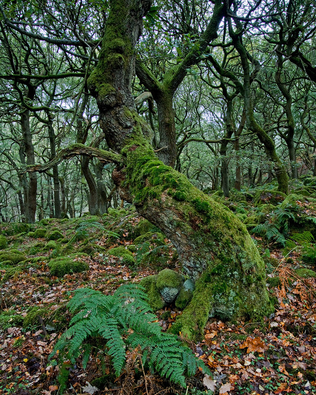 Ancient oak - Portfolio