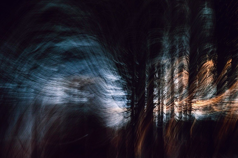 Windy woods - Portfolio