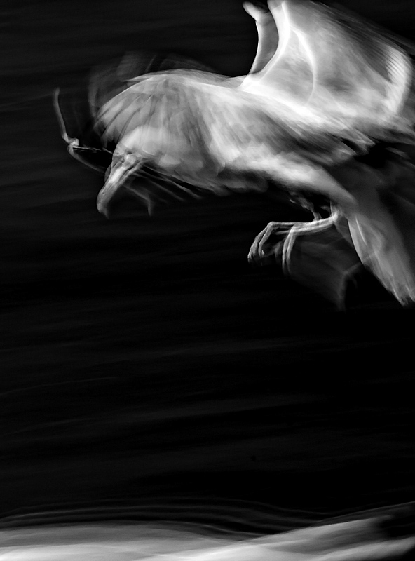 Herring gull - Portfolio