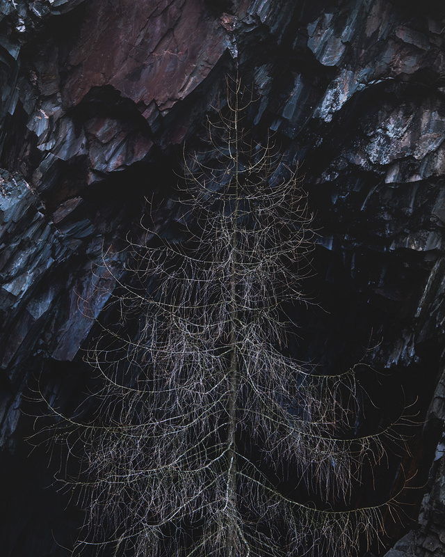 Dead Tree - Portfolio