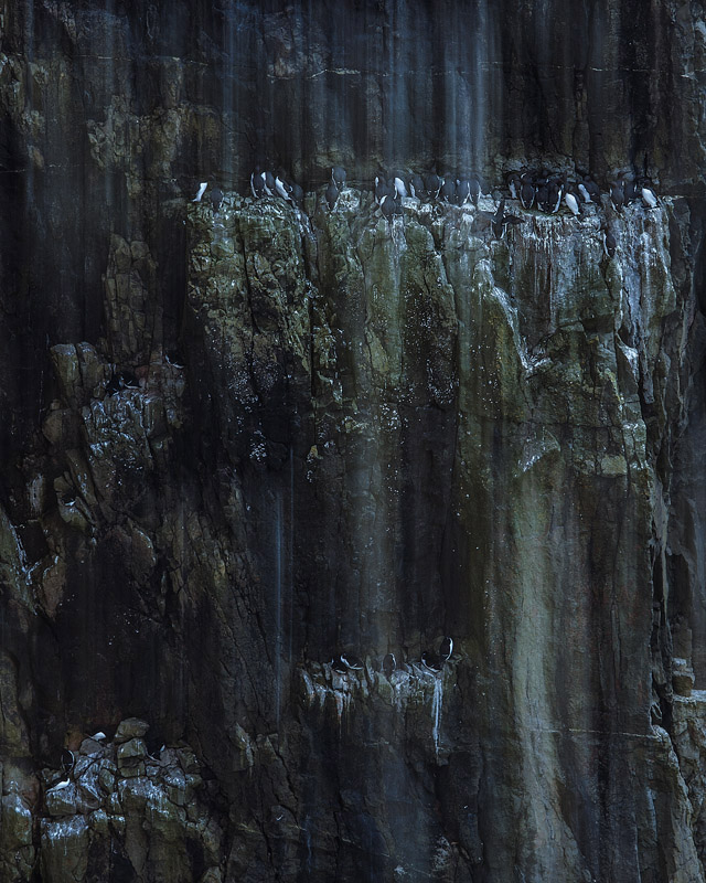 Guillemots - Portfolio