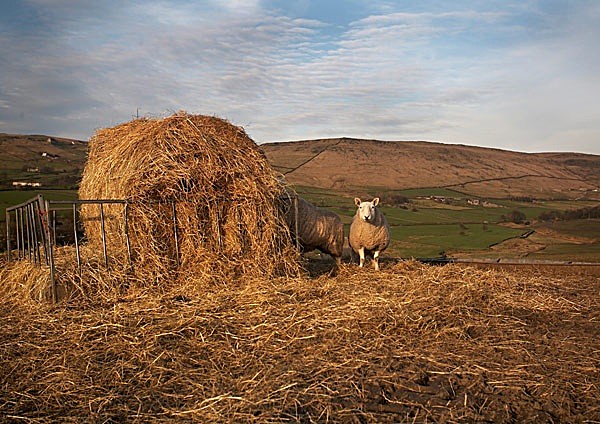 Sheep, Saddleworth