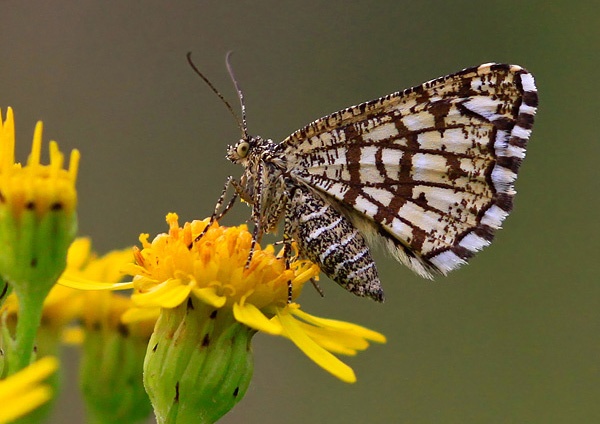  - Fauna and Flora