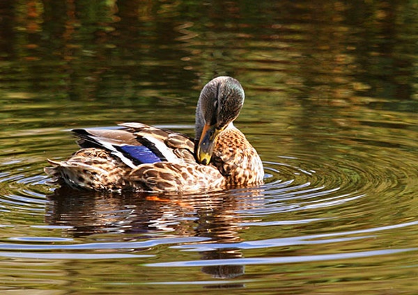  - Fauna and Flora