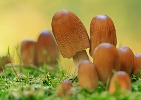  - Fauna and Flora
