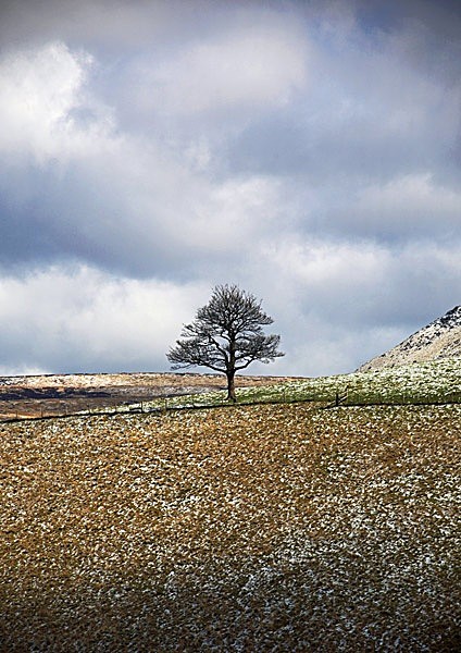 Lone Tree at Dovestone Reservoir, Saddleworth