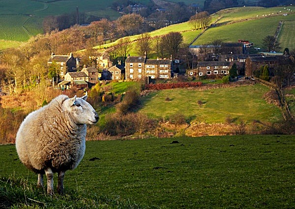Saddleworth Sheep