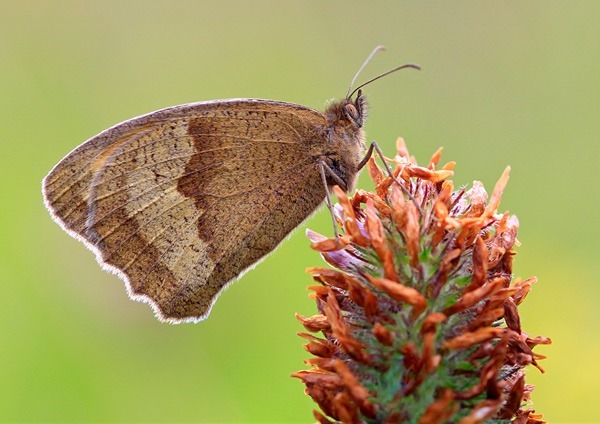  - Fauna and Flora
