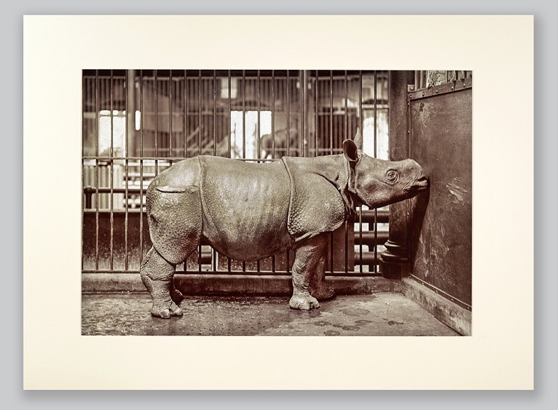  - PEOPLE & ANIMALS